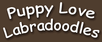 Puppy Love Labradoodles - Toronto Labradoodle