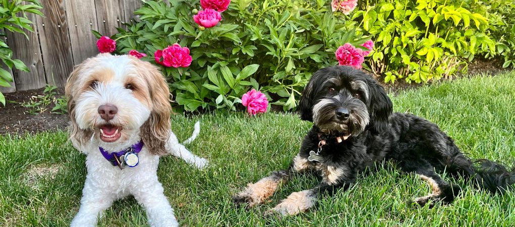 Labradoodle Puppies Ontario