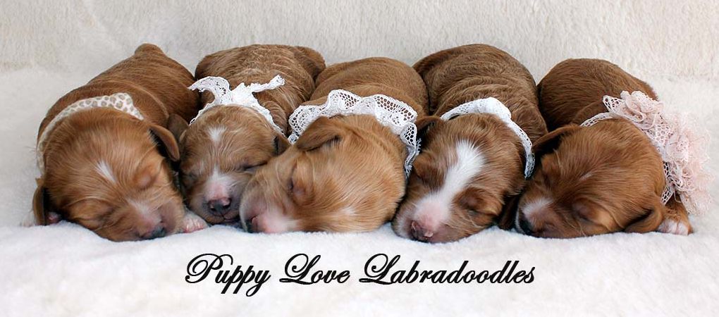 Australian Labradoodles Breeder Ontario